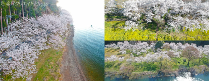 ドローンで楽しむ自然 滋賀県 海津大崎 と 余呉湖 桜めぐり Photo ドローンで楽しむ自然 Enjoying The Nature With Drone