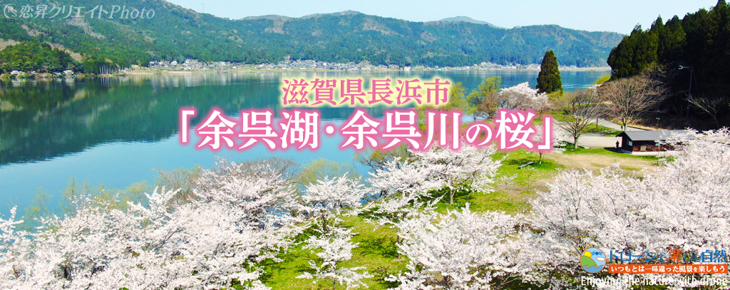 ドローンで楽しむ自然 滋賀県長浜市 余呉湖 余呉川の桜 Enjoying The Nature With Drone ドローンで楽しむ自然 Enjoying The Nature With Drone