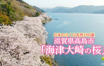 滋賀県高島市「海津大崎の桜」／空撮